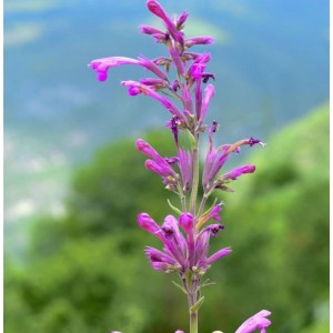 Nahaufnahme einer blühenden, rosafarbenen Mexikanischen Agastache Staude.