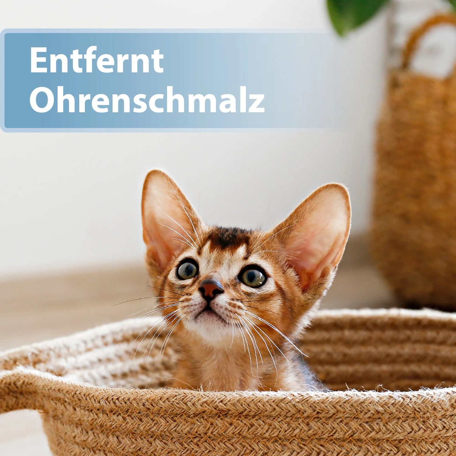 Katze in Korb mit Hinweis auf Felisept Ohrpflege Finger-Pads zur Reinigung und Pflege.