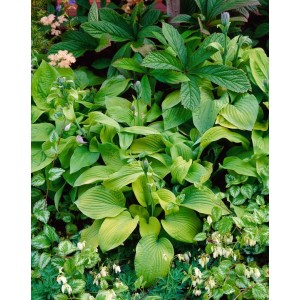 Hosta Sieboldiana 'August Moon' im Garten, grüngelbe Blätter, Stauden für halbschattige Standorte.