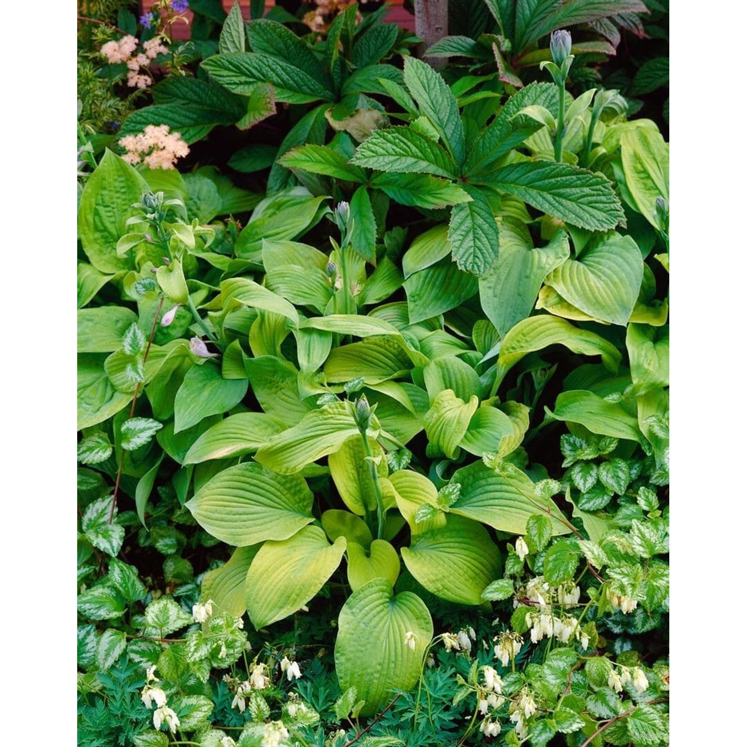 Hosta Sieboldiana August Moon Funkie Ca. 11x11 cm Topf günstig online kaufen