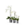 Ecopots Orchideentopf Morinda, grau, 14 cm, mit weißen Orchideen in drei verschiedenen Größen.