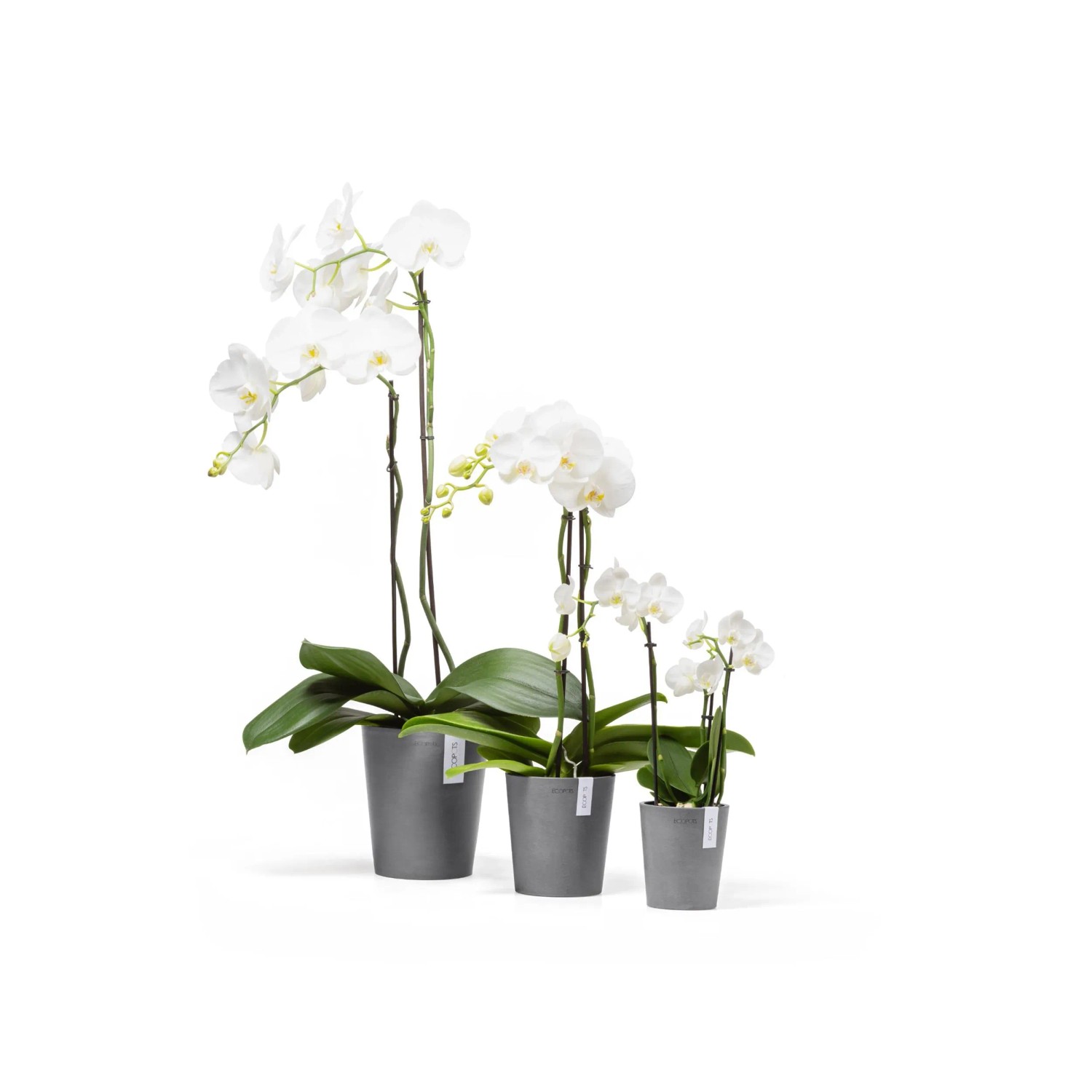 Ecopots Orchideentopf Morinda, grau, 14 cm, mit weißen Orchideen in drei verschiedenen Größen.