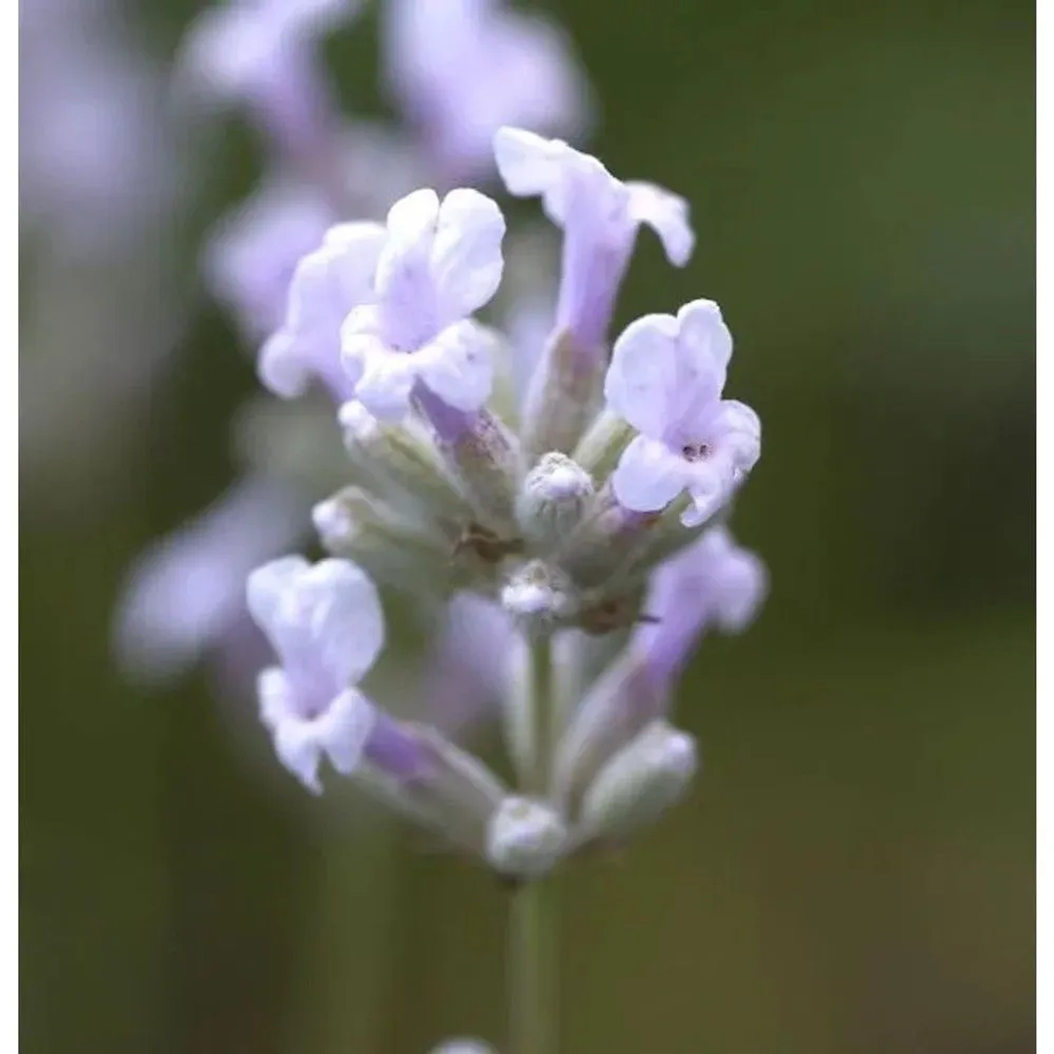 Echter Lavendel Rosea - Lavandula angustifolia