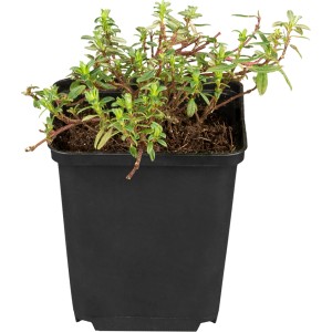 Garten-Sonnenröschen 'Cerise Queen' im schwarzen Topf, eine weitere Staude von GROW by OBI.