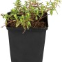 Garten-Sonnenröschen 'Cerise Queen' im schwarzen Topf, eine weitere Staude von GROW by OBI.