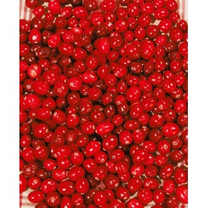 Nahaufnahme von vielen roten Cranberrys (Vaccinium Macrocarpon) auf einem Küchentuch.