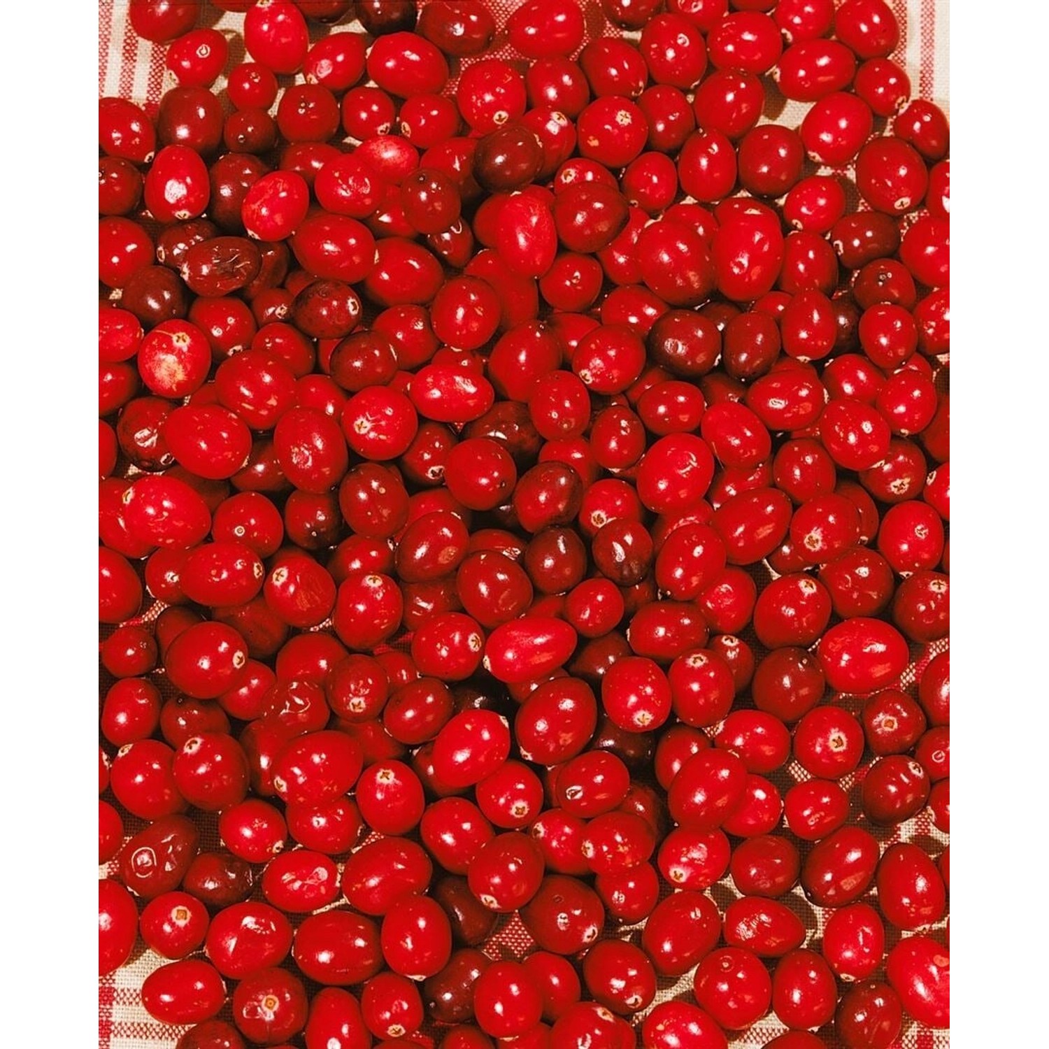 Vaccinium Macrocarpon Cranberry 20–30 Cm günstig online kaufen