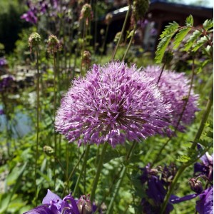 Zierlauch Summer Beauty, Allium hybride mit lila Blüte im Garten.