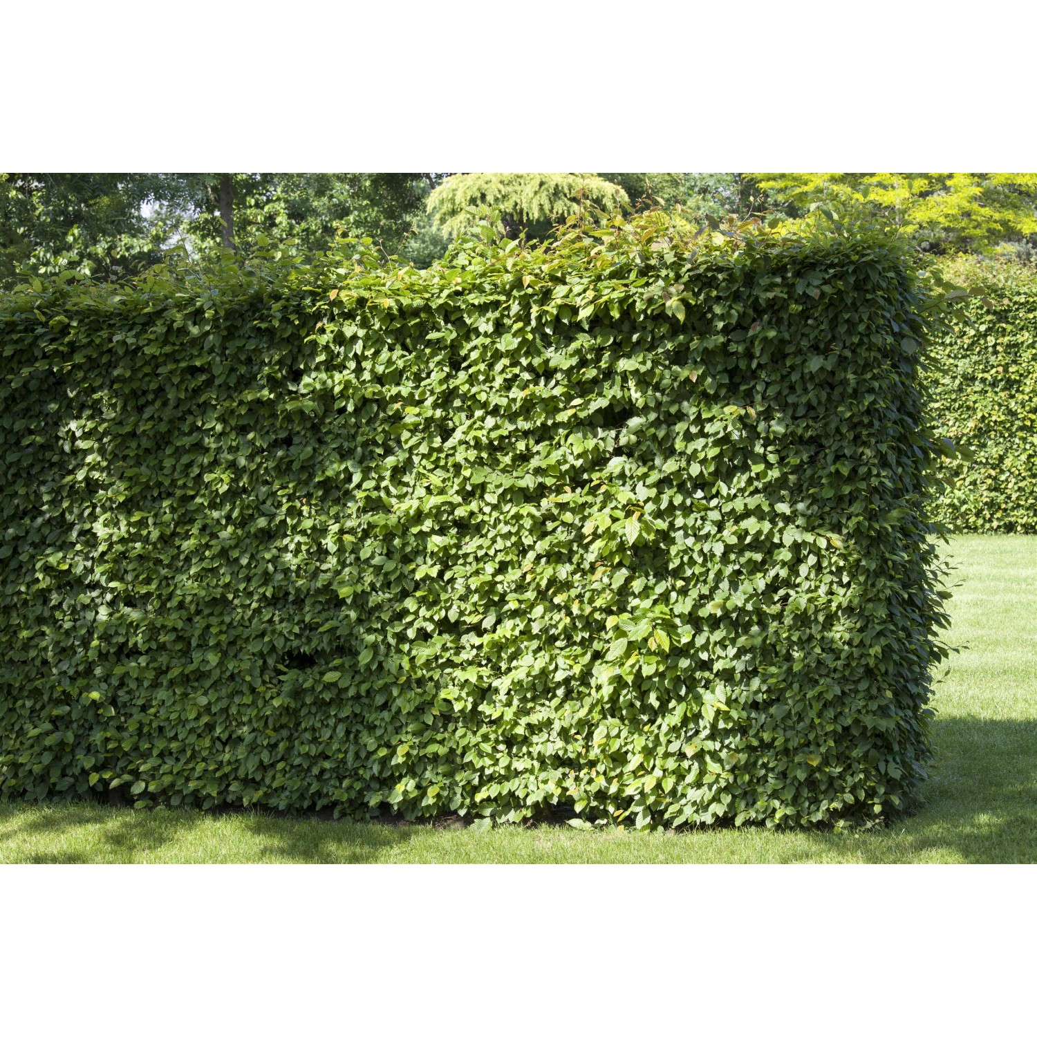 Dichte, grüne Rotbuchenhecke (Fagus sylvatica) im Garten, ideal als Sichtschutz.