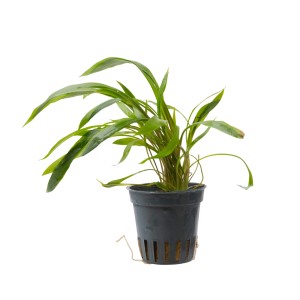 Stoffels Aquariumpflanze Cryptocoryne spiralis Red im Topf, grüne und rötliche Blätter.