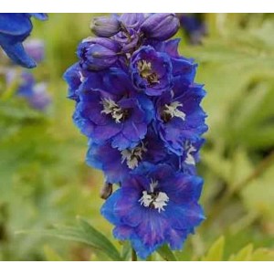 Blauer Rittersporn 'Blauer Zwerg' (Delphinium grandiflorum) im Detail.