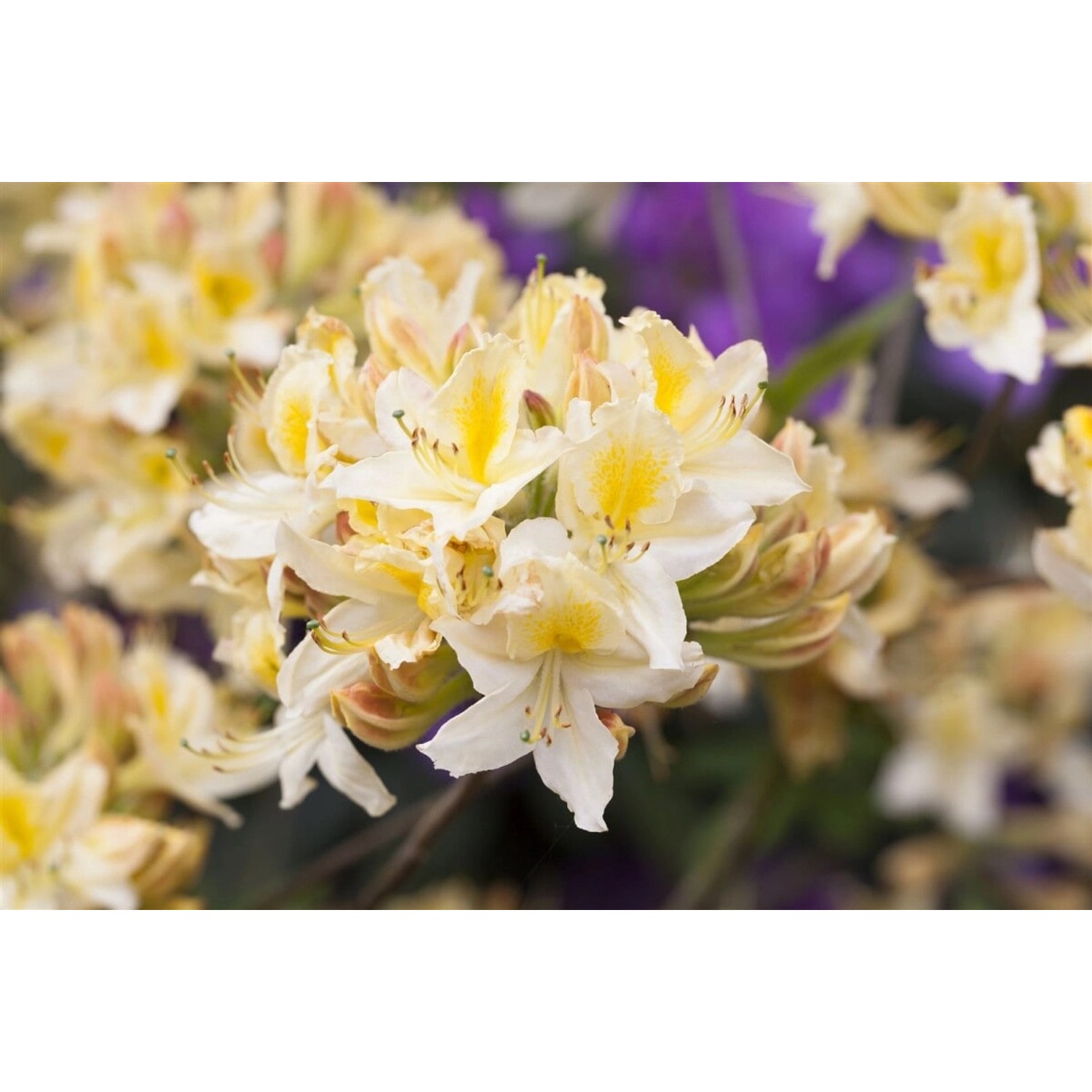 Rhododendron Luteum Daviesii Gelb 50–60 cm günstig online kaufen