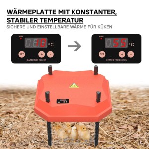 Orange Fudajo Küken-Wärmeplatte mit digitalem Temperaturregler, vier Küken auf Stroh. Sichere Kükenaufzucht.