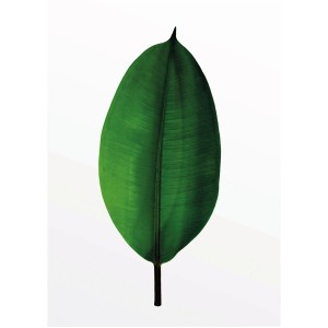 Komar Wandbild: Grünes Ficus Blatt, 30x40 cm. Dekoratives Bild für Wohnräume.