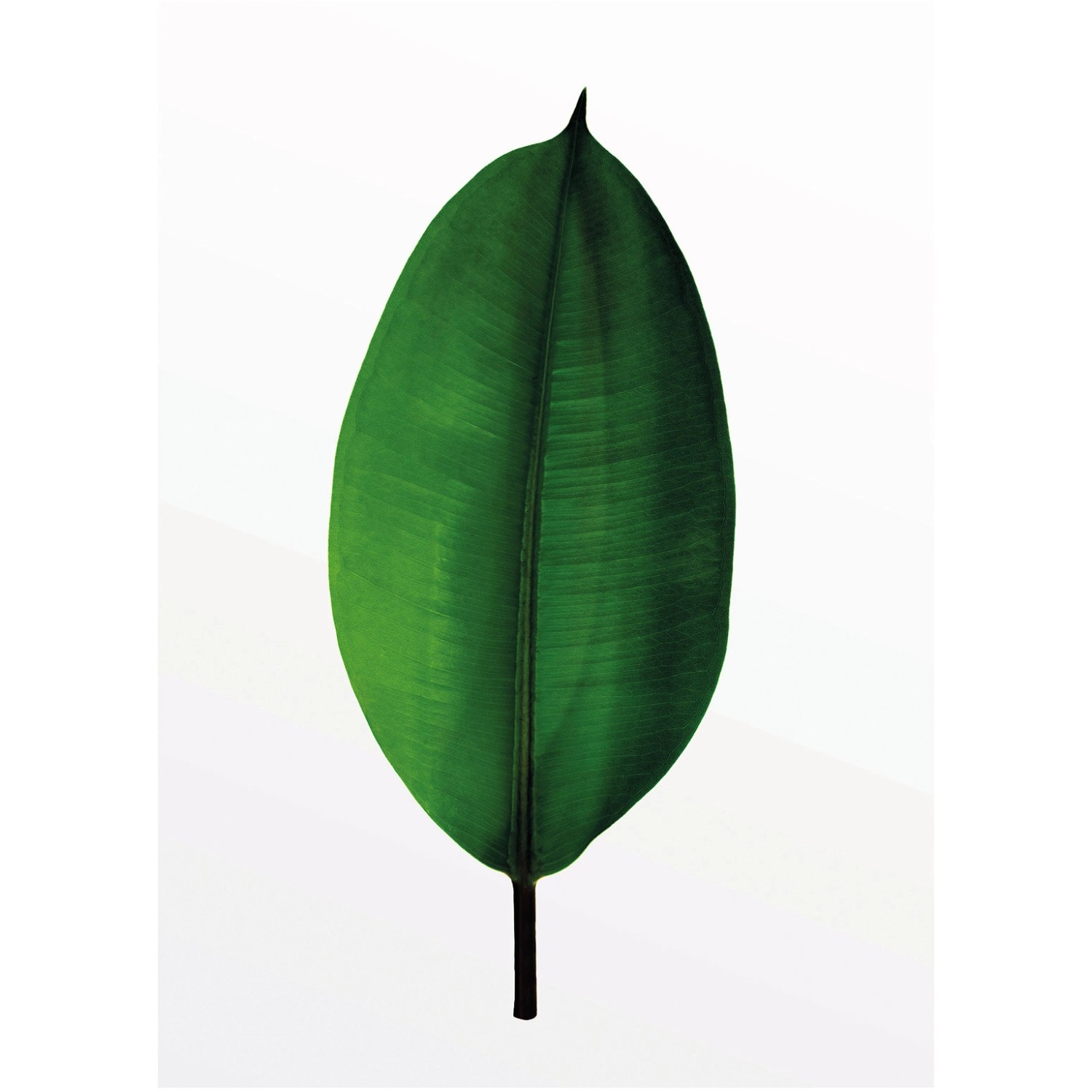 Komar Wandbild Ficus Leaf 30 x 40 cm