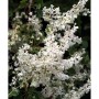 Blühender Schlingknöterich (Polygonum aubertii) mit weißen Blüten, Nahaufnahme.