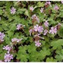 Kaukasus Storchschnabel Teschelda (Geranium renardii) mit zartrosa Blüten und grünen Blättern.