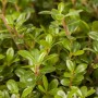 Detailaufnahme der Ilex crenata 'Glorie Gem' Heckenpflanze mit dichtem, grünen Laub.
