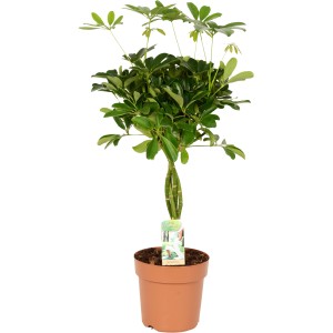 GROW by OBI Strahlenaralie Nora im Topf, grüne Zimmerpflanze (Schefflera Arboricola).