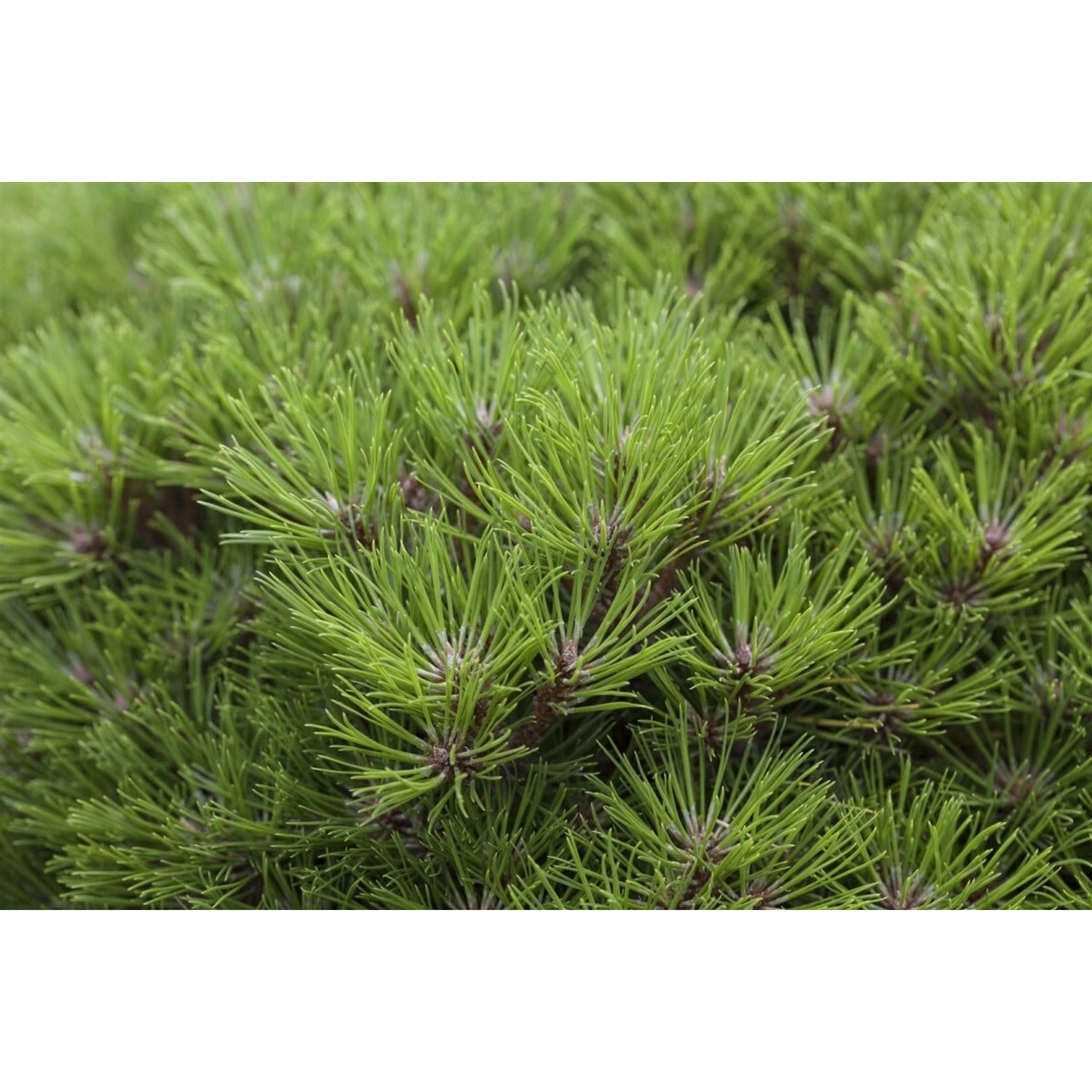Pinus Nigra Marie Bregeon Schwarzkiefer 30–40 cm günstig online kaufen