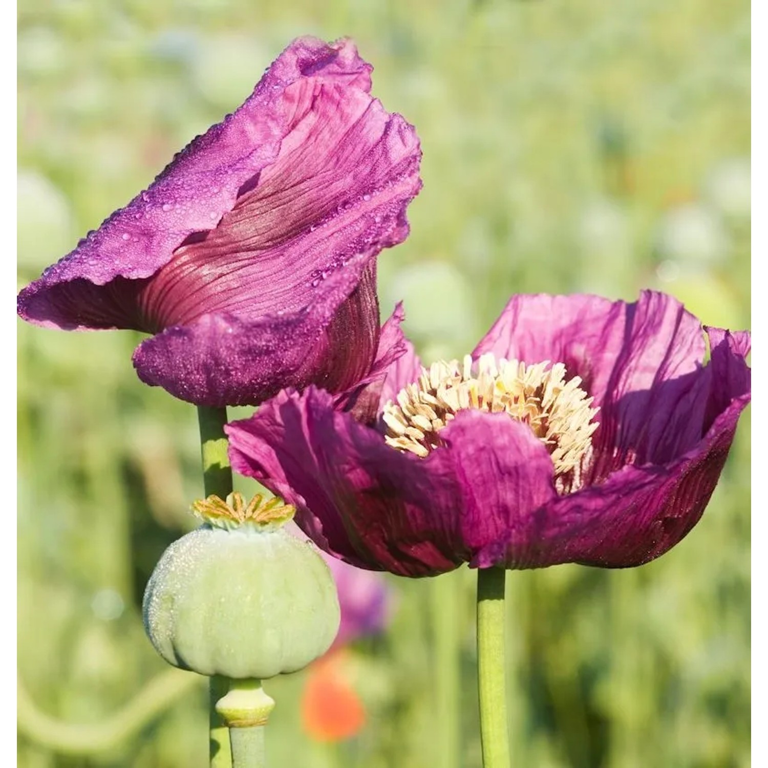 Türkischer Mohn Manhattan - Papaver orientale