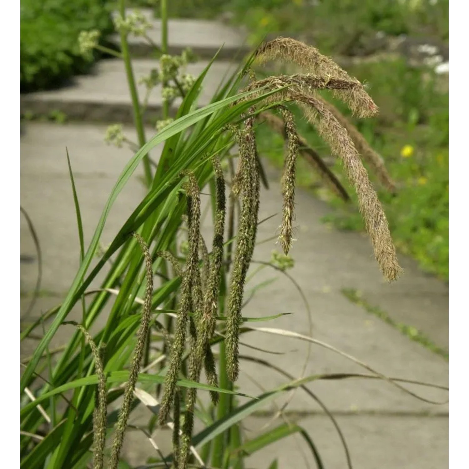 Riesensegge - Carex pendula