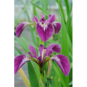 Nahaufnahme der blauvioletten Iris Versicolor Sumpf-Schwertlilie im Topf, elegante Blüte.