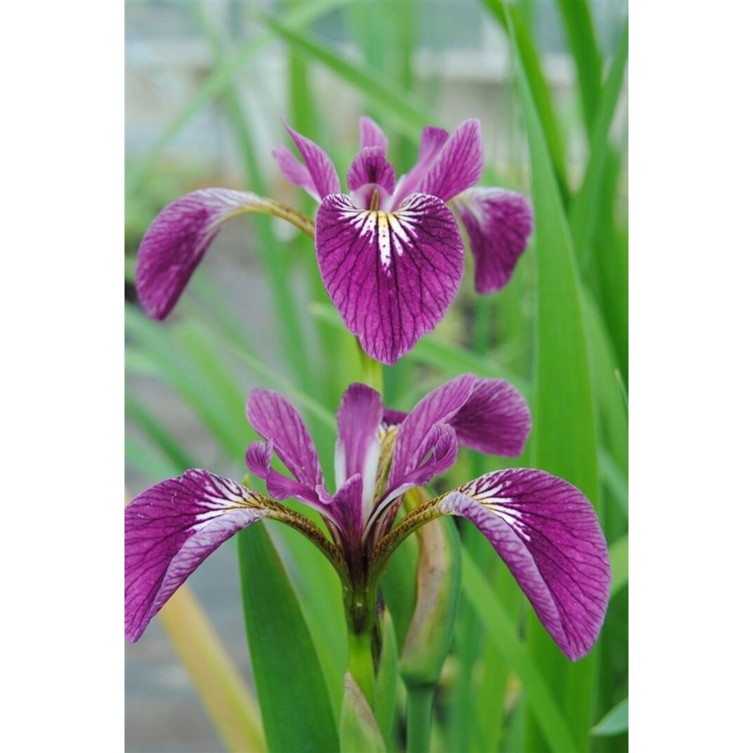 Iris Versicolor Sumpf-Schwertlilie Gen Ca 9x9 cm Topf günstig online kaufen