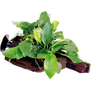 Dennerle Aquariumpflanze Anubias Nana auf Wurzel mit Sauger für Ihr Aquarium.