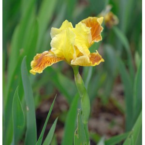 Gelb-braune Schwertlilie Golden Muffin als Gartenstaude im Beet.