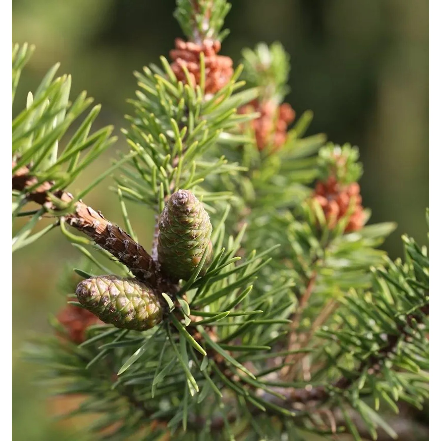 Banks Kiefer Arktis 70-80cm - Pinus banksiana