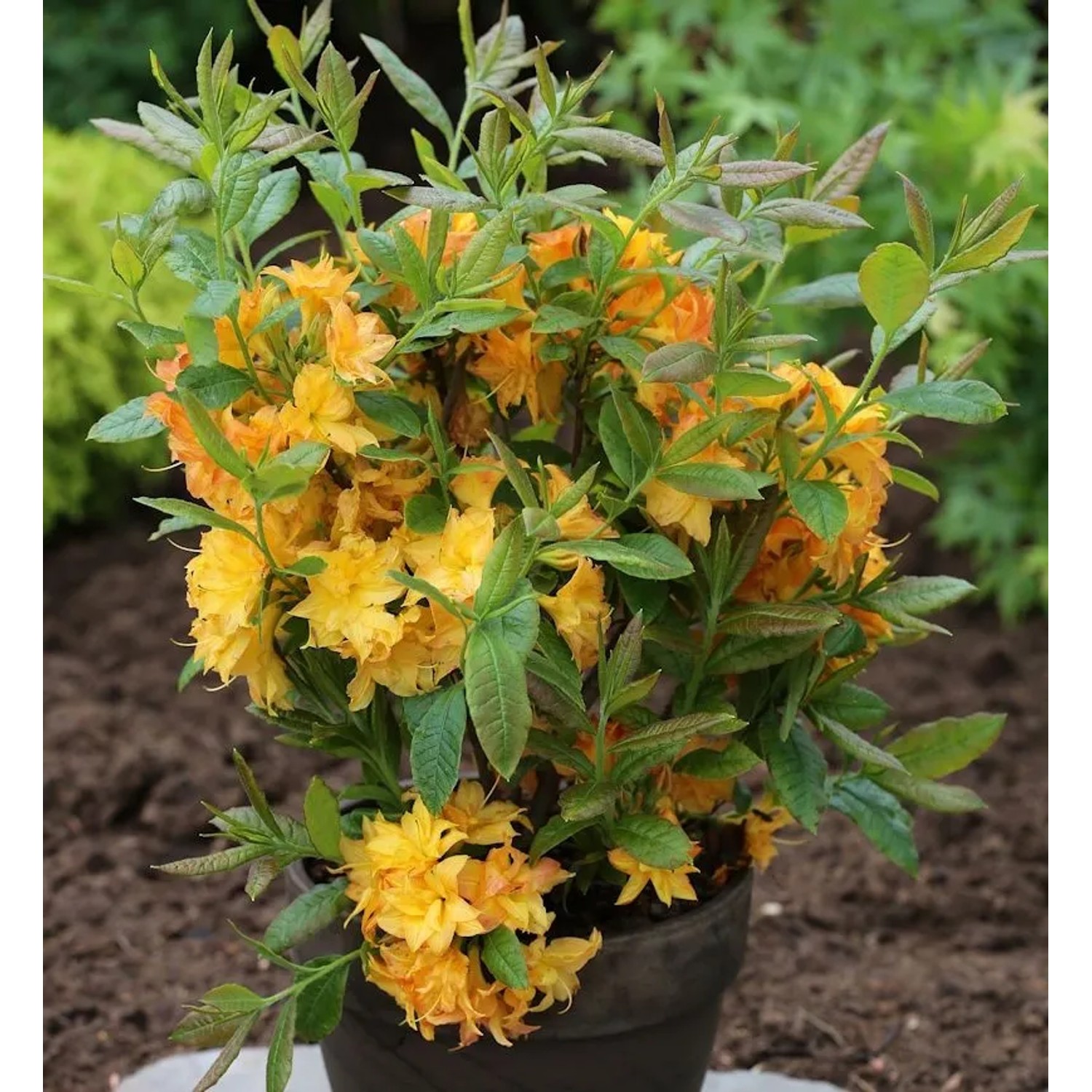 Azalee Sun Star 60-80cm - Rhododendron luteum - Alpenrose