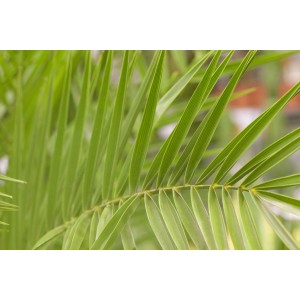Nahaufnahme der grünen Blätter einer Kanarischen Dattelpalme (Phoenix canariensis) von GROW by OBI.