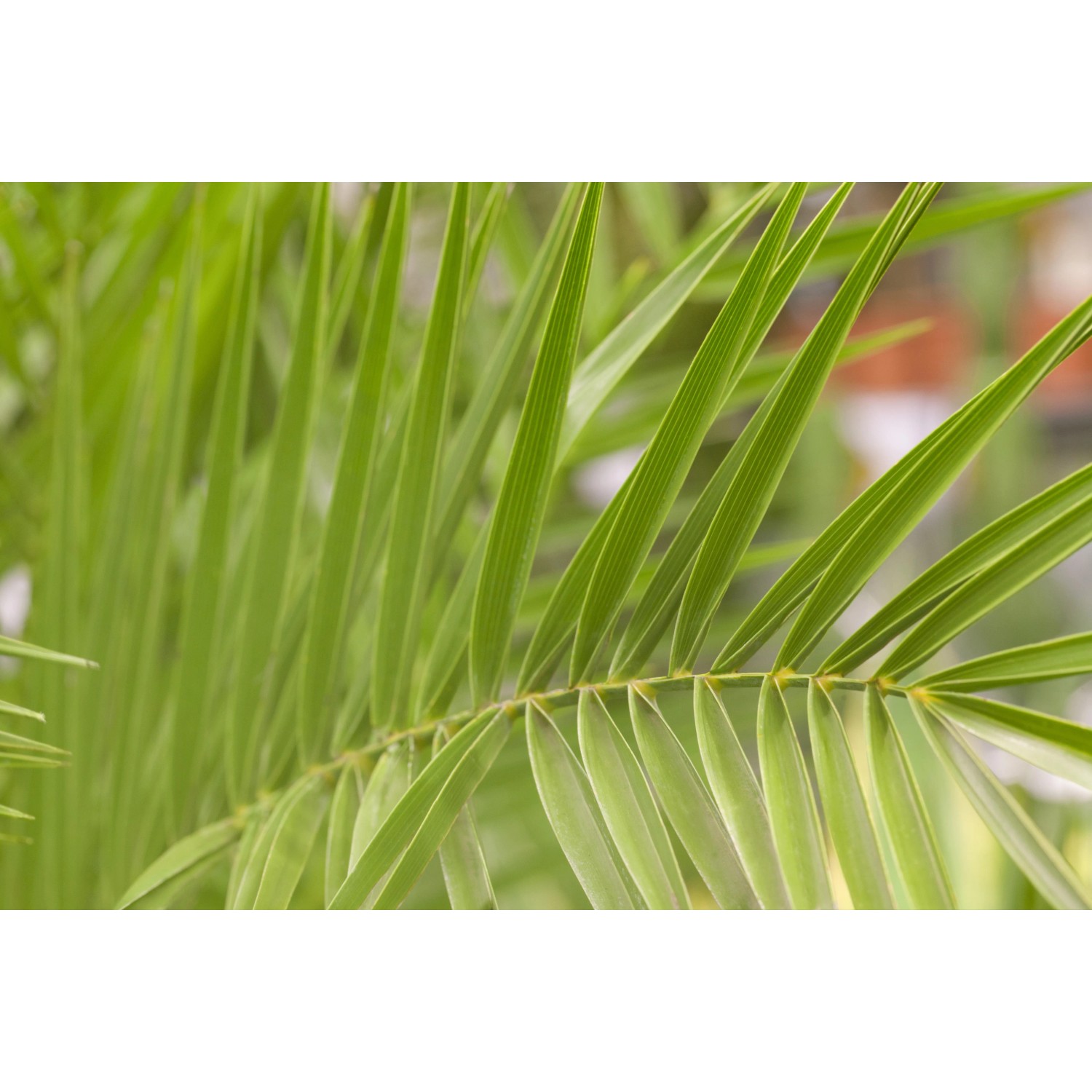 Nahaufnahme der grünen Blätter einer Kanarischen Dattelpalme (Phoenix canariensis) von GROW by OBI.