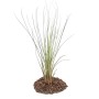 Exotenherz Tillandsia Juncea, grüne, lose Pflanze auf Lavasteinen.
