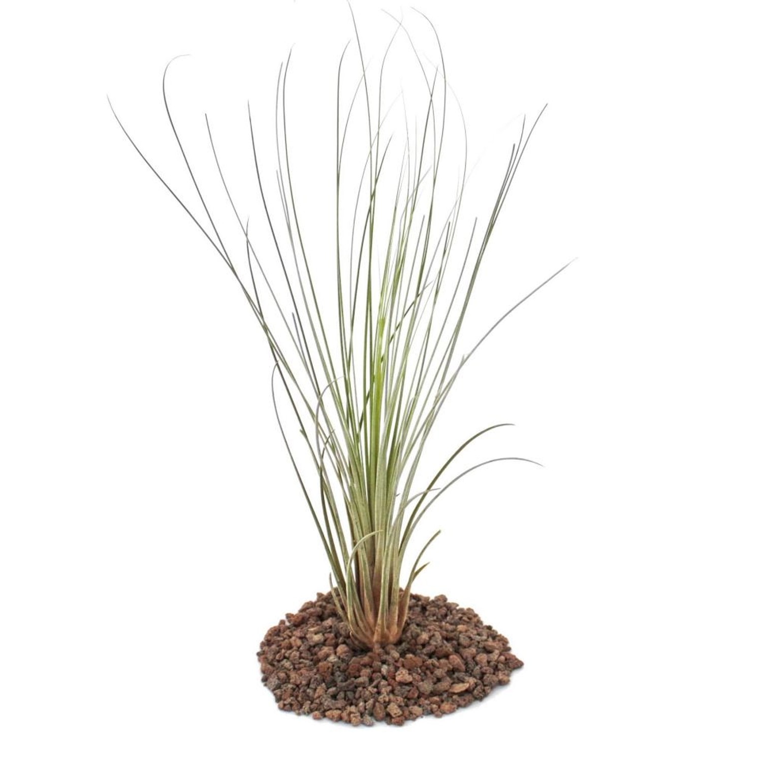 Exotenherz Tillandsia Juncea Lose Pflanze Groß günstig online kaufen