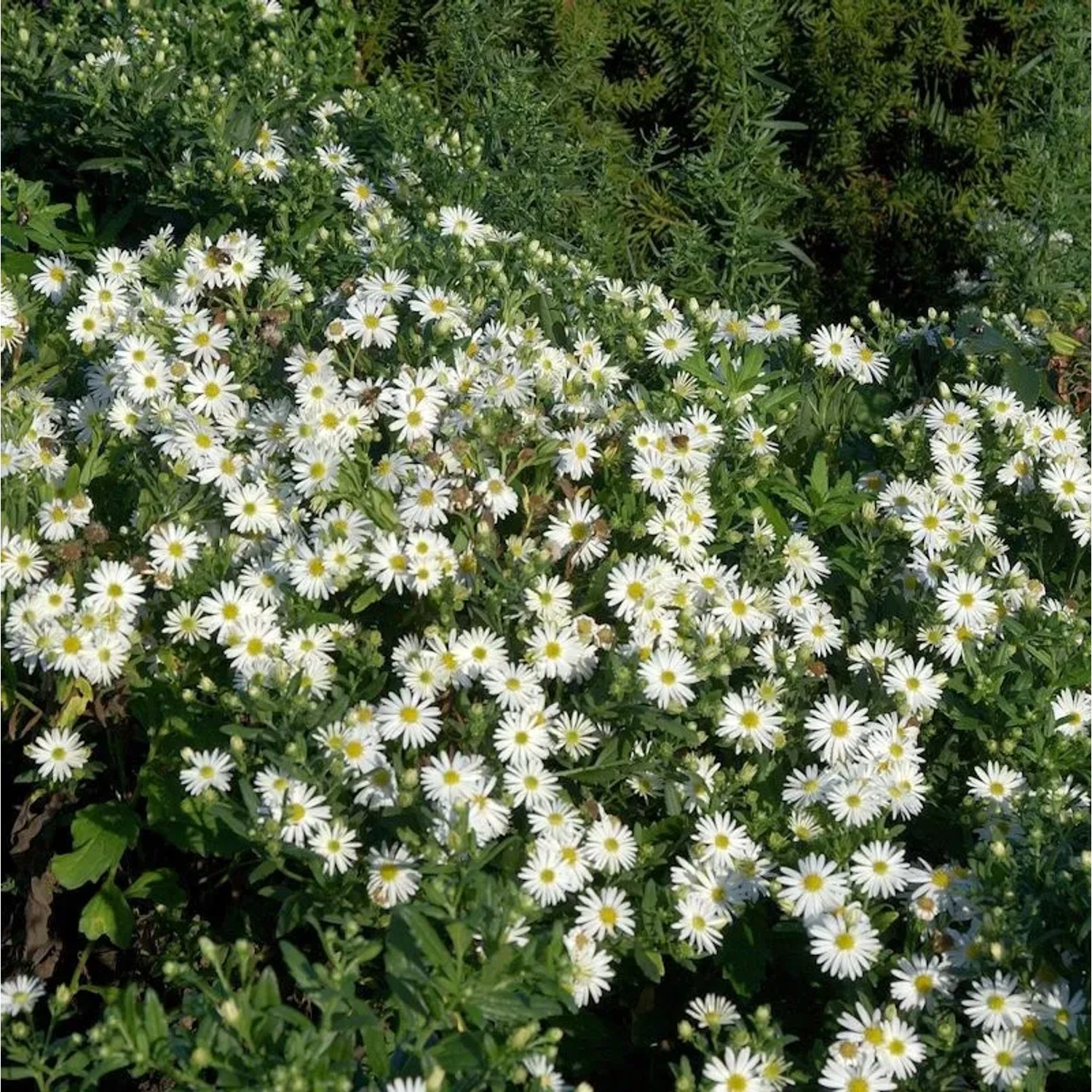 Myrtenaster Golden Spray - Aster alpinus