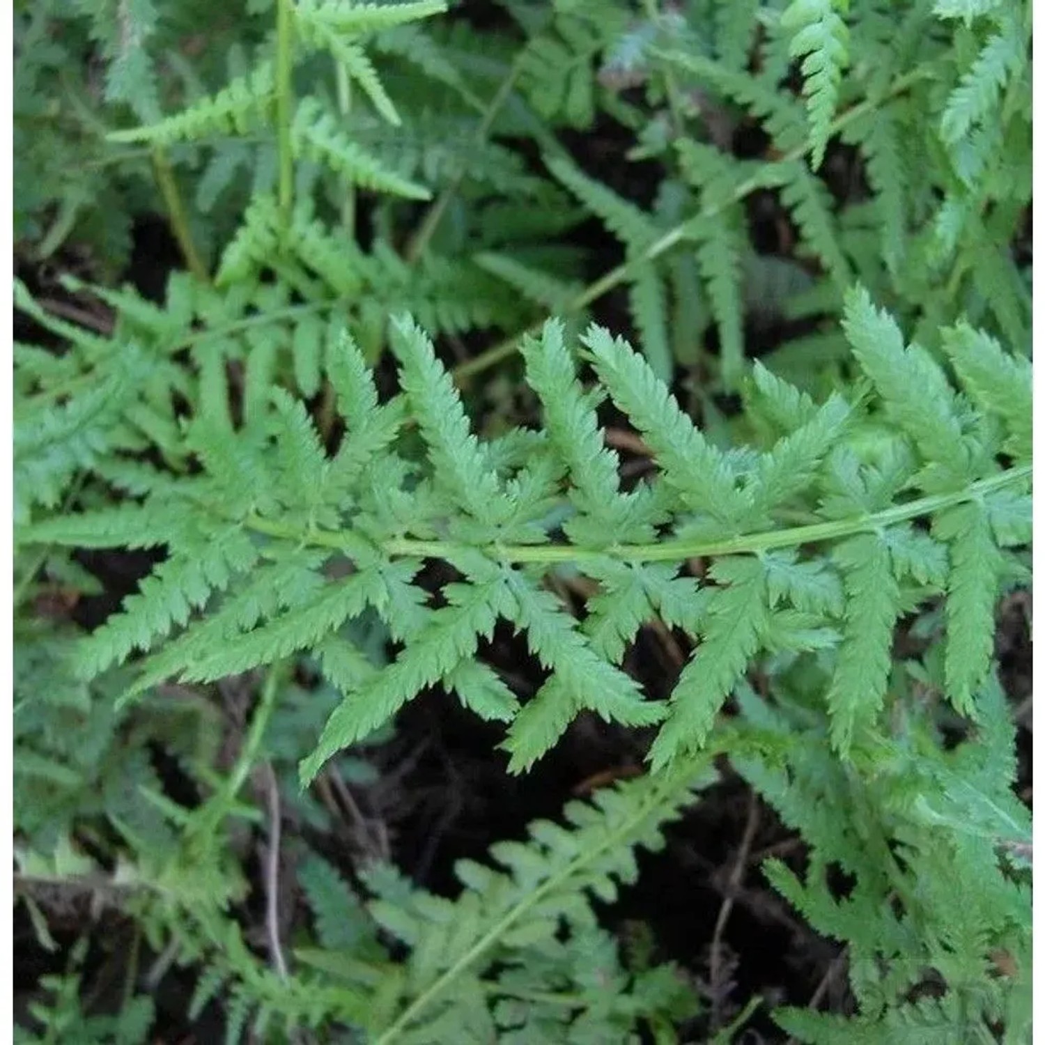Frauenfarn Victoriae - Athyrium filix femina