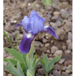 Nahaufnahme einer blau-violetten Zwergschwertlilie Tinkerbell (Iris barbata) im Garten.