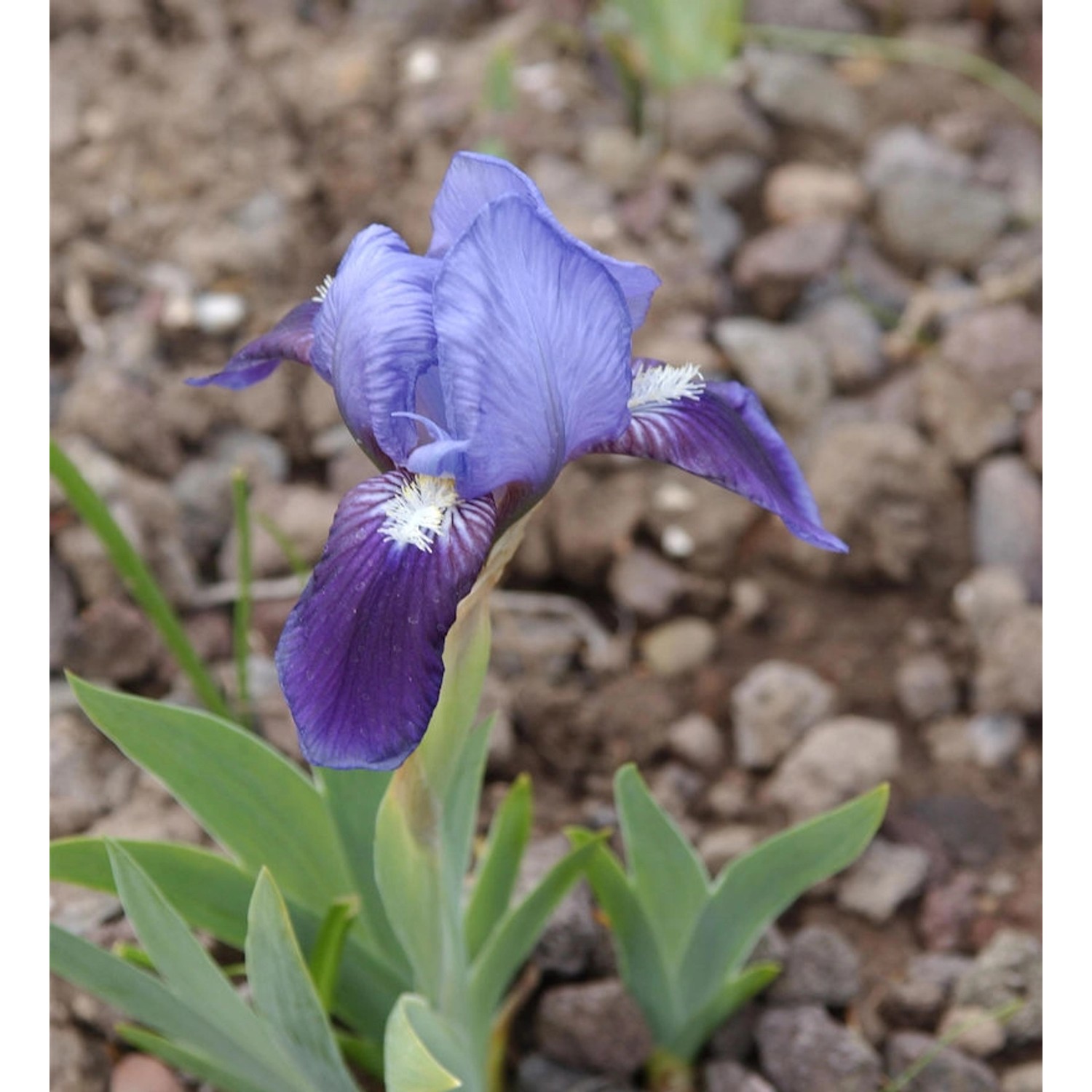 Zwergschwertlilie Tinkerbell - Iris barbata günstig online kaufen