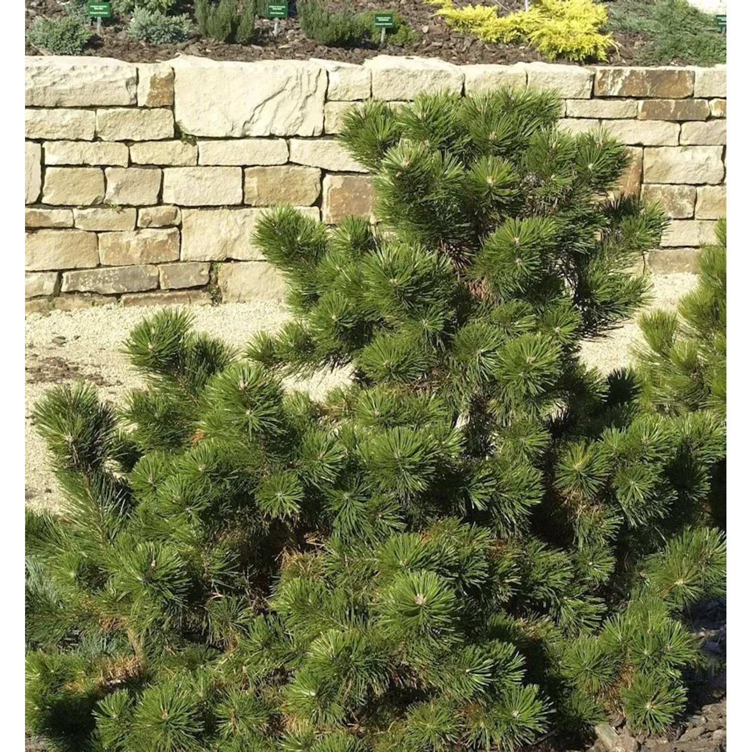Strauchkiefer Gnom 30-40cm - Pinus mugo