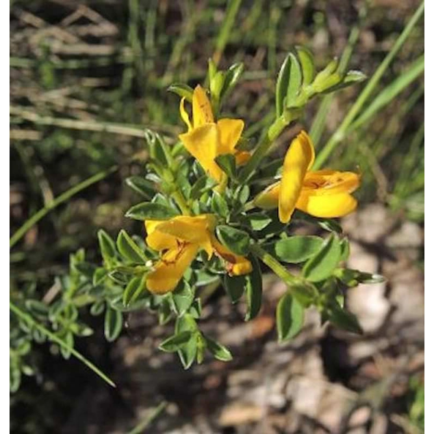 Heideginster 20-30cm - Genista pilosa günstig online kaufen