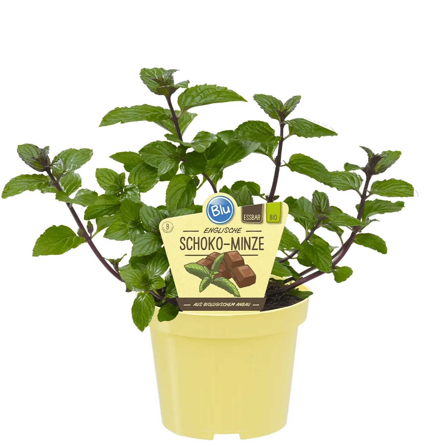 begonia variegata Begonia variegata, 4 inch, Very Rare Variegated masoniana Iron Cross S –  Harmony Foliage