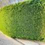 Dichte, grüne Thuja Smaragd Hecke als Sichtschutz im Garten.