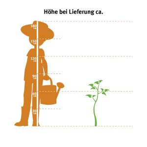Größenvergleich: Schneeball Roseum (ca. 60-80cm) neben Person mit Gießkanne.