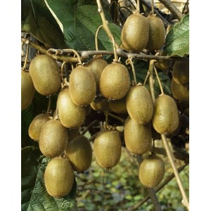 Nahaufnahme der selbstfruchtenden Kiwi 'Jenny' (Actinidia chinensis) mit reifen, braunen Früchten am Strauch.