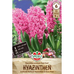 Sperli Hyazinthe 'Pink Pearl': Rosa Blumenzwiebeln für Beet und Balkon.