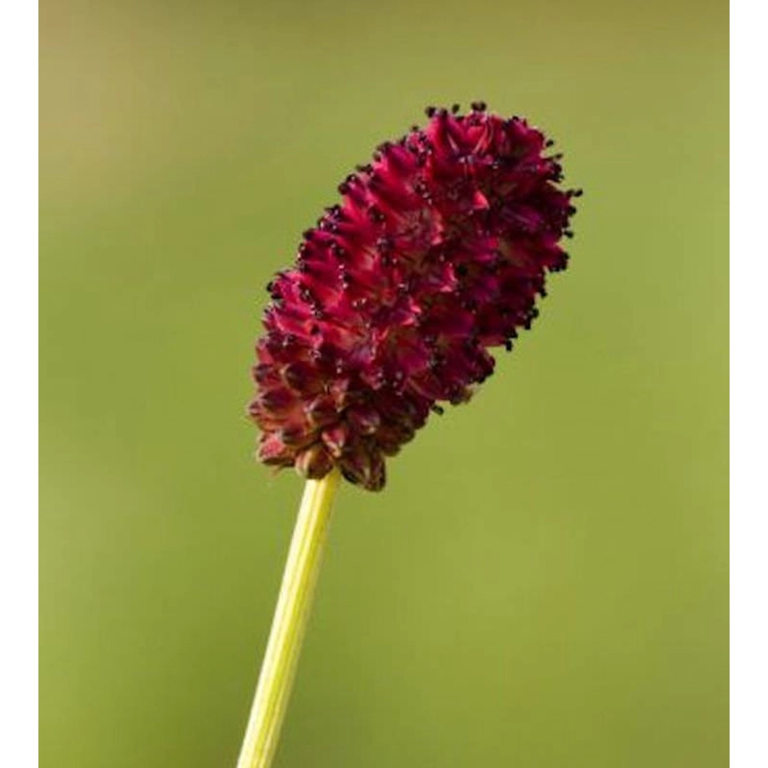 Wiesenknopf Red Thunder - Sanguisorba officinalis günstig online kaufen