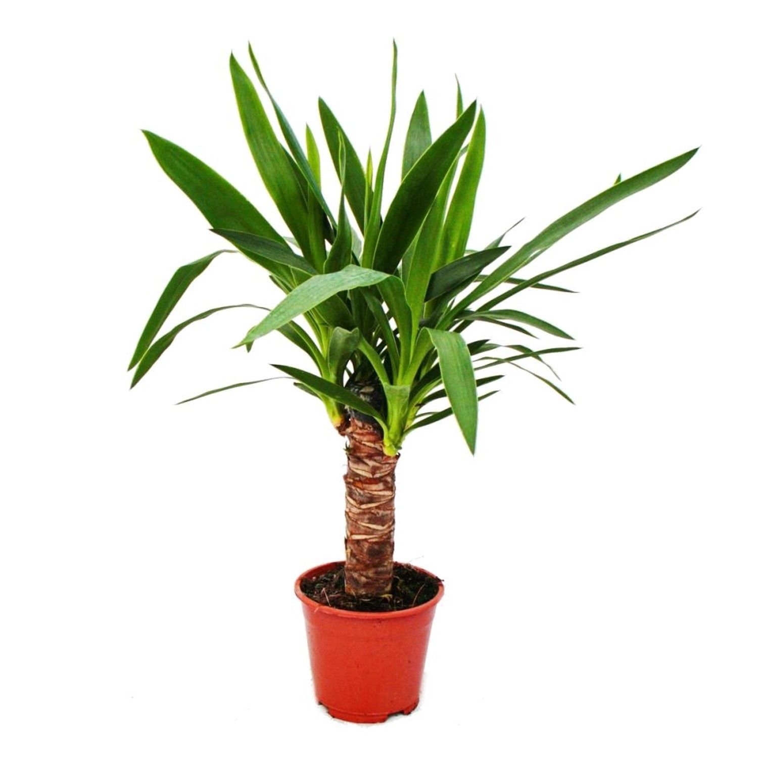 Exotenherz Yucca Palme Palmlilie 14cm Topf günstig online kaufen