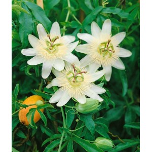 Nahaufnahme der weißen Passionsblume 'Constance Elliot', eine attraktive Kletterpflanze.